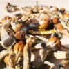 Magic Mushrooms- Penis Envy per gram