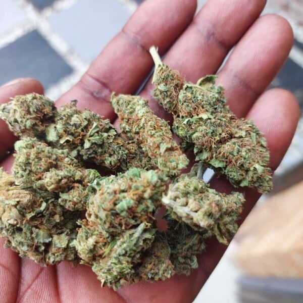 Cocktail Combo - 10g OUTDOOR||5g GREENDOOR||1g HYDRO INDOOR - Image 3