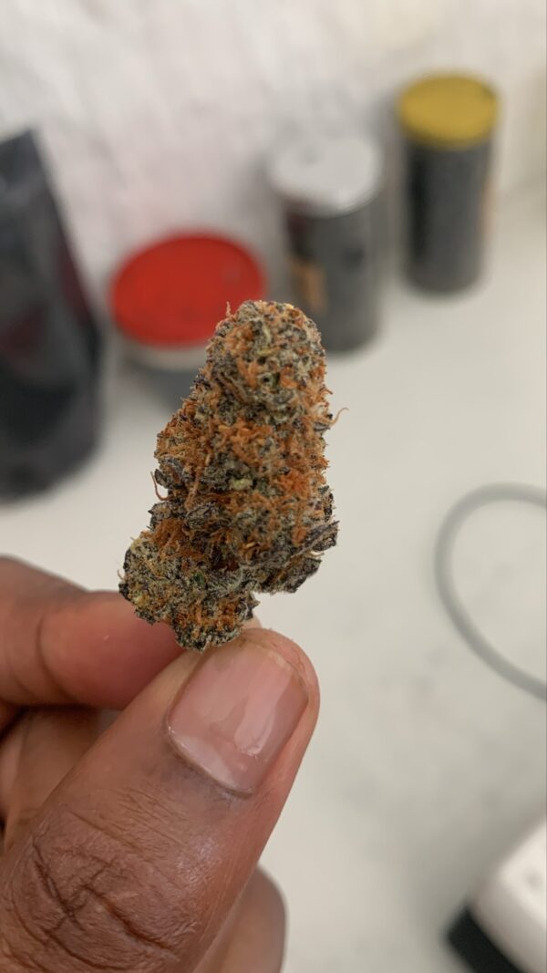 Cocktail Combo - 10g OUTDOOR||5g GREENDOOR||1g HYDRO INDOOR - Image 2