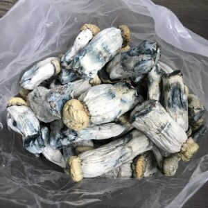 Yeti exotic mushroom pg