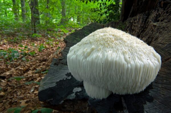 Lion’s Mane Mushroom - Supports Memory & Learning - Image 3