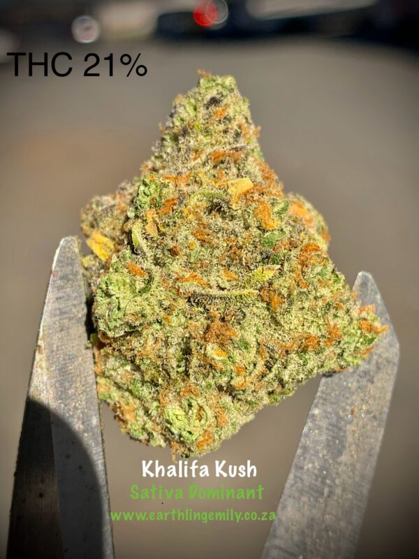 Khalifa Kush - Sativa Dominant hydroponic indoor - Image 2