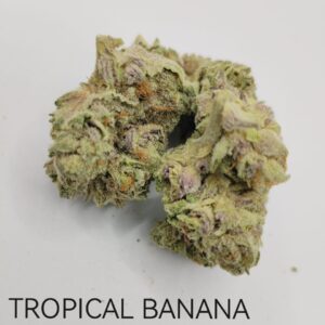 Tropical Banana AA Indoor
