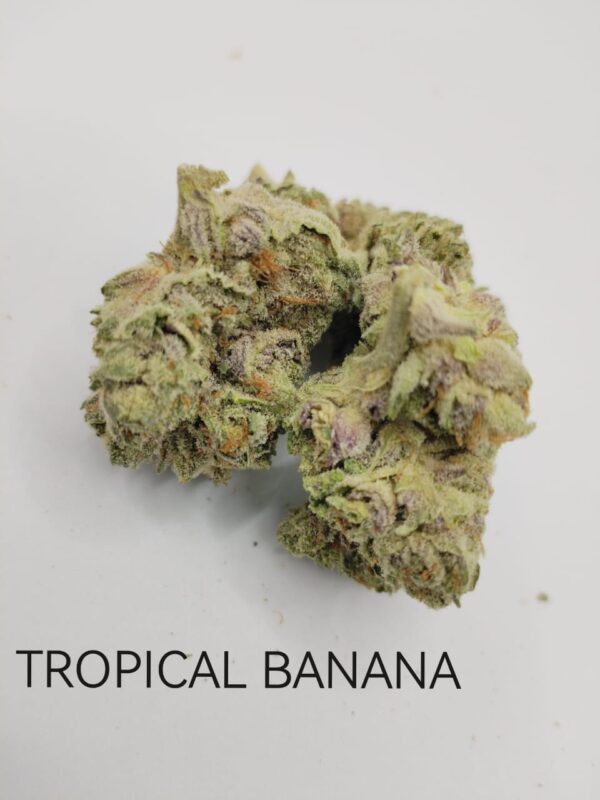 Tropical Banana AA Indoor