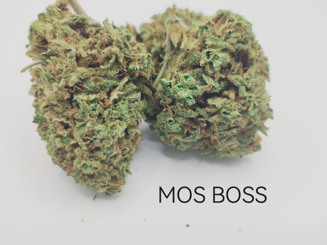 Mob Boss Greenhouse - Image 2